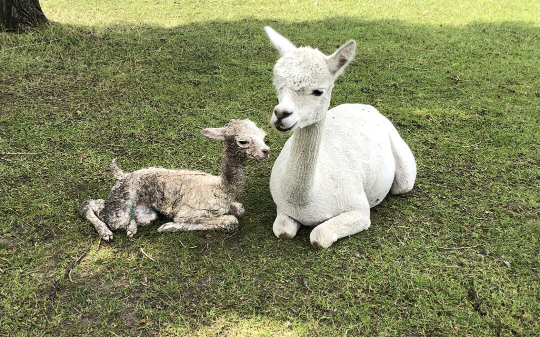 Weer nieuw leven op de farm…